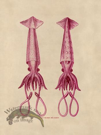 Octopus Pink 42